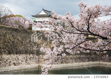 在大阪城的櫻花 在大阪城的櫻花 13558863