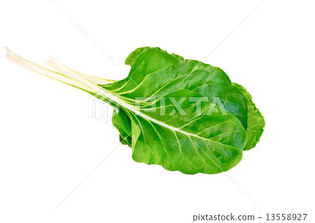 Mangold yellow 13558927