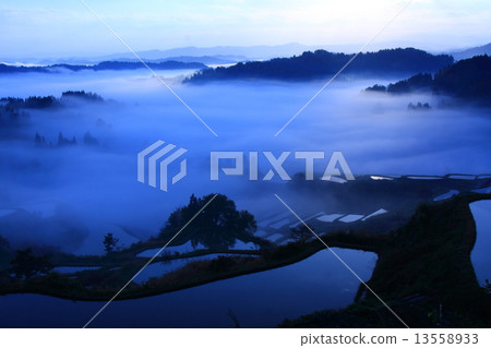 Rice paddy of Star Pass 13558933