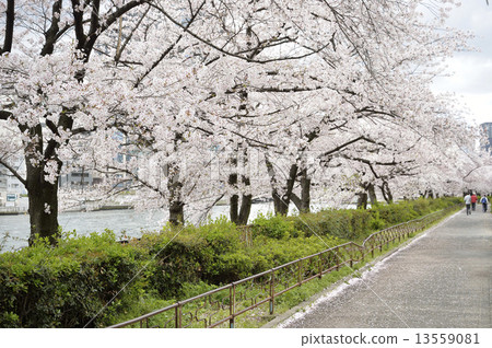 Cherry Blossom Trees In Minami Temma Park Stock Photo