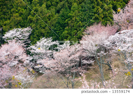Yoshino's cherry tree Yoshino's cherry tree 13559174