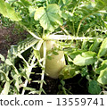 Field radish 2 13559741