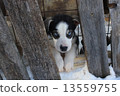 Dog sled 13559755