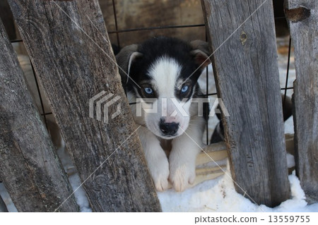 Dog sled 13559755