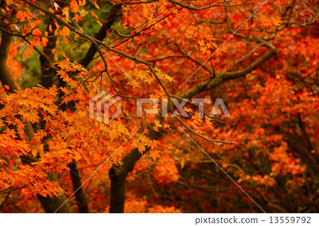Autumn leaves Autumn leaves 13559792