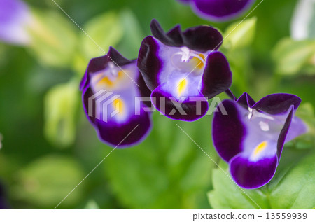 Torenia 13559939