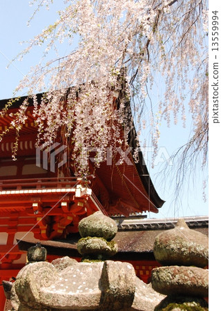 Kasuga Taisei's "Middle Gateway (Owaru)" · Sakura no Hana (Kasuga Town, Nara City, Nara Prefecture) 13559994