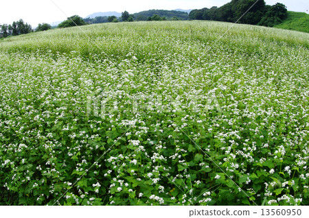 蕎麥田 13560950