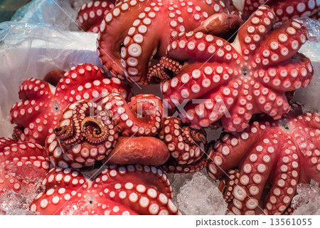 Red live octopus at Tsukiji fish market, Tokyo, Japan 13561055