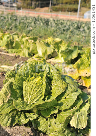 Cabbage 13561451