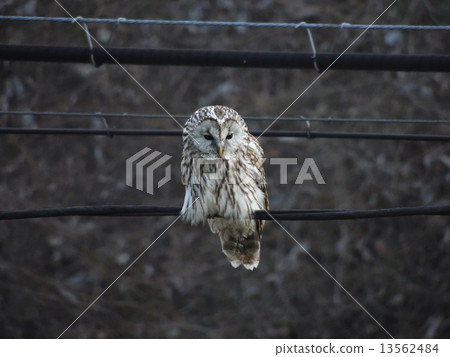 Right downward owl Right downward owl 13562484