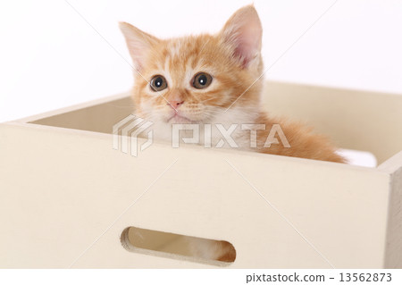 Kitten in a wooden box 13562873