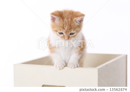 Kitten in a wooden box 13562874