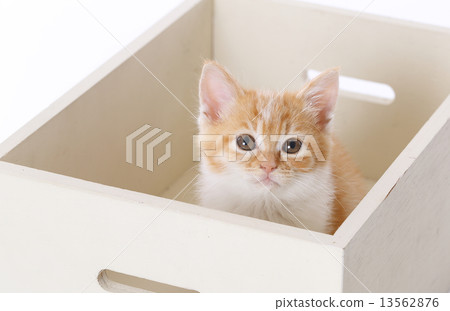 Kitten in a wooden box 13562876