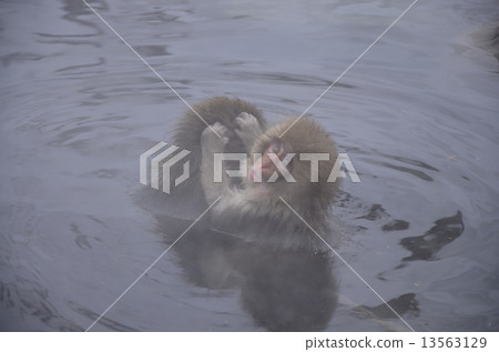 Wild monkey · snow monkey 13563129