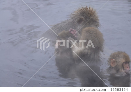 Wild monkey · snow monkey 13563134