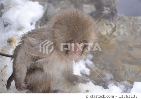 Wild monkey · snow monkey 13563135