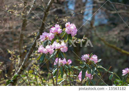 杜鵑 杜鵑 13563182