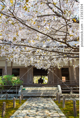 Cherry Blossoms Cherry Blossoms 13563304