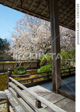 Cherry Blossoms Cherry Blossoms 13563584