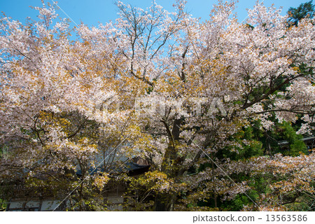 Cherry Blossoms Cherry Blossoms 13563586