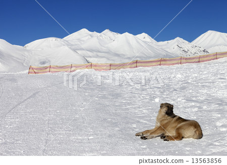 Dog resting on snow at nice sun day Dog resting on snow at nice sun day 13563856