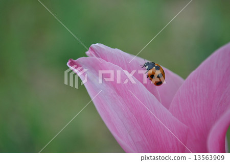 Love seedlings (tulip flower language) and good luck (ladybug) 13563909