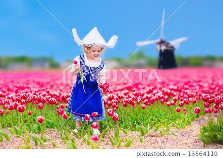 Dutch girl in tulip field in Holland 13564110