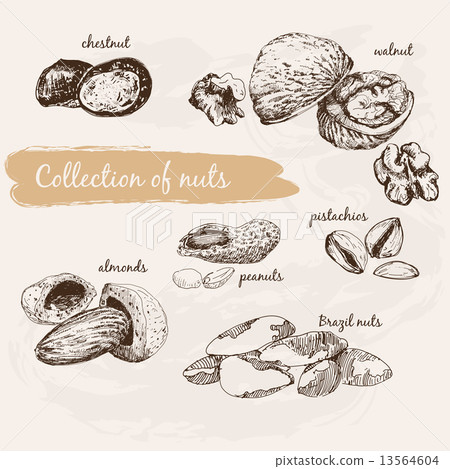 Collection of nuts Collection of nuts 13564604