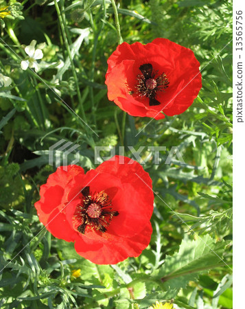 Ramat Gan Park Poppies March 2007 13565756