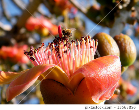 Ramat Gan Wolfson Park Bee on Bombax ceiba 2010 13565856