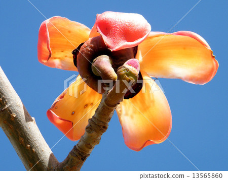 Ramat Gan Wolfson Park Bombax ceiba flower isolated 2011 13565860