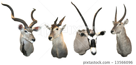 Stuffed antelopes 13566096