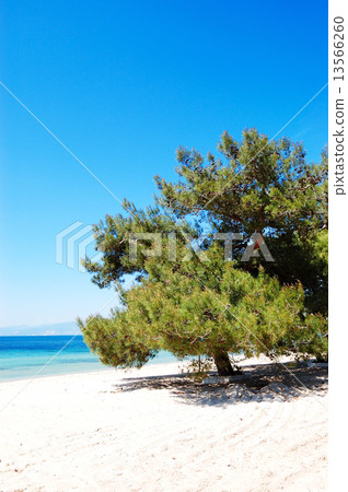 Pine tree on a beach at the luxury hotel, Thassos island, Greece 13566260