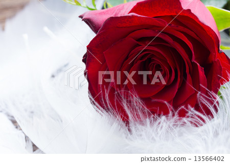 red roses on velvet red roses on velvet 13566402