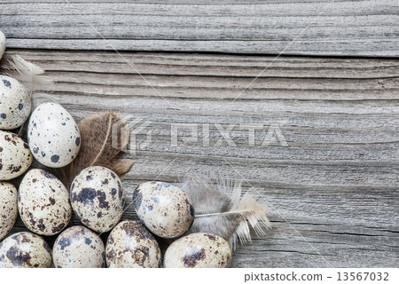 Quail eggs 13567032