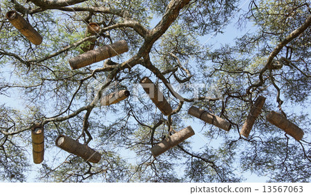 Acacia with beehives, Ethiopia, Africa 13567063