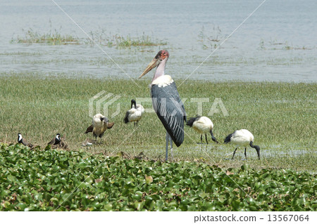 Marabou Stork, Great Rift Valley, Ethiopia, Africa Marabou Stork, Great Rift Valley, Ethiopia, Africa 13567064