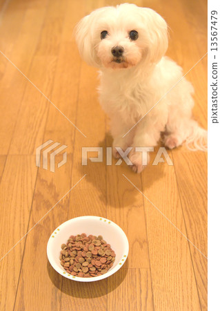 馬丁對一頓飯的耐心 13567479