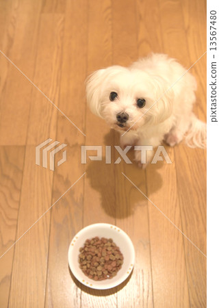 Martin's patience with a meal 13567480