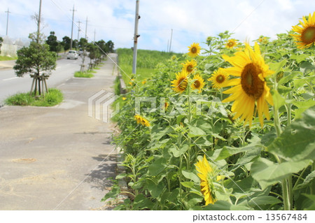 Summer road 13567484