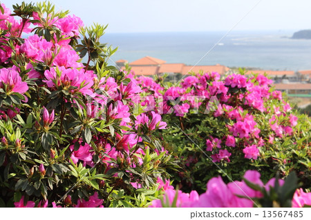Okinawa Higashi Village Azalea Festival 13567485