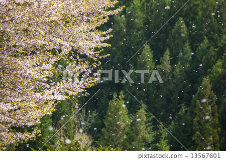 櫻花盛開 13567601