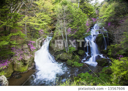 Azalea blooming crown waterfall (whole view) 13567606