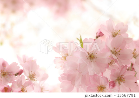 櫻桃樹 櫻桃樹 13567791