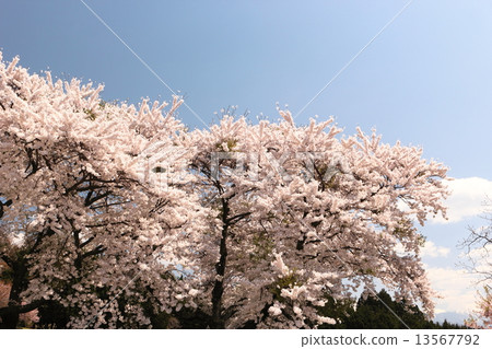 Cherry blossoms in full bloom and spring sky 13567792