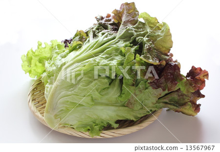 sunny lettuce sunny lettuce 13567967