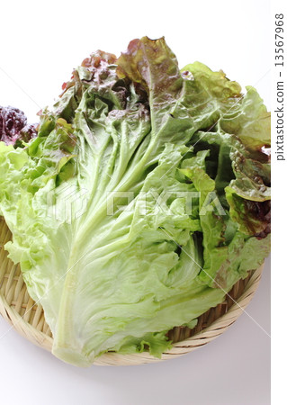 sunny lettuce sunny lettuce 13567968