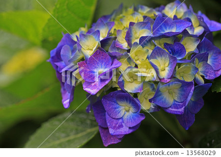 Hydrangea 13568029