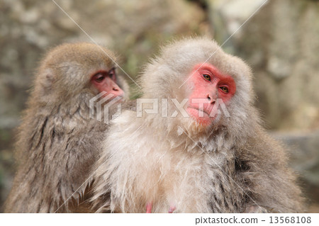 A monkey A monkey 13568108